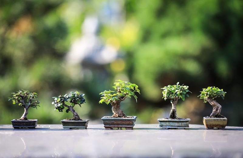Miniature Gardens