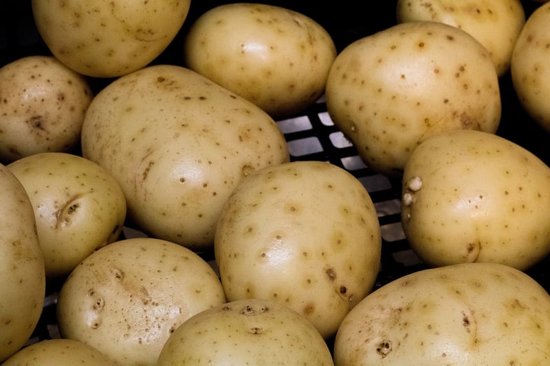 Root Rot Solutions