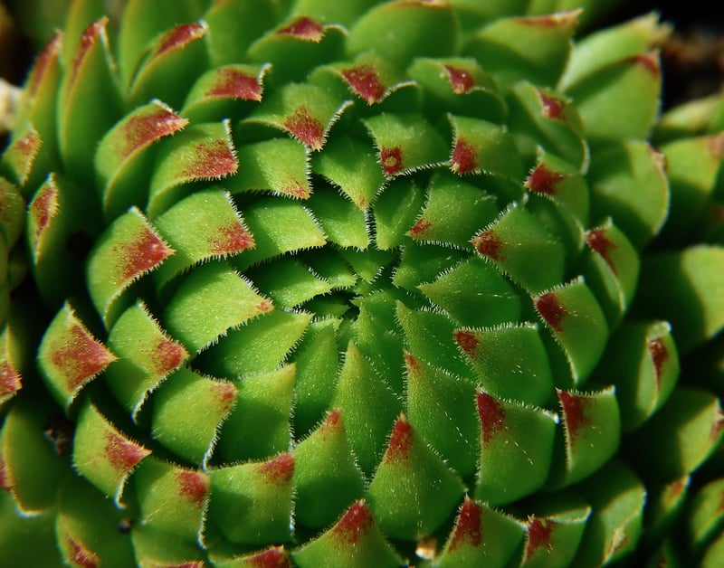 Sedum Selection