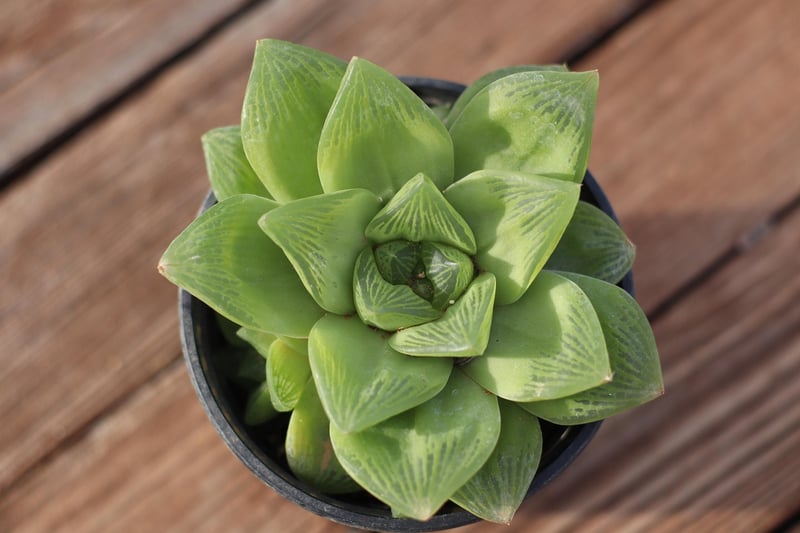 Haworthia Species