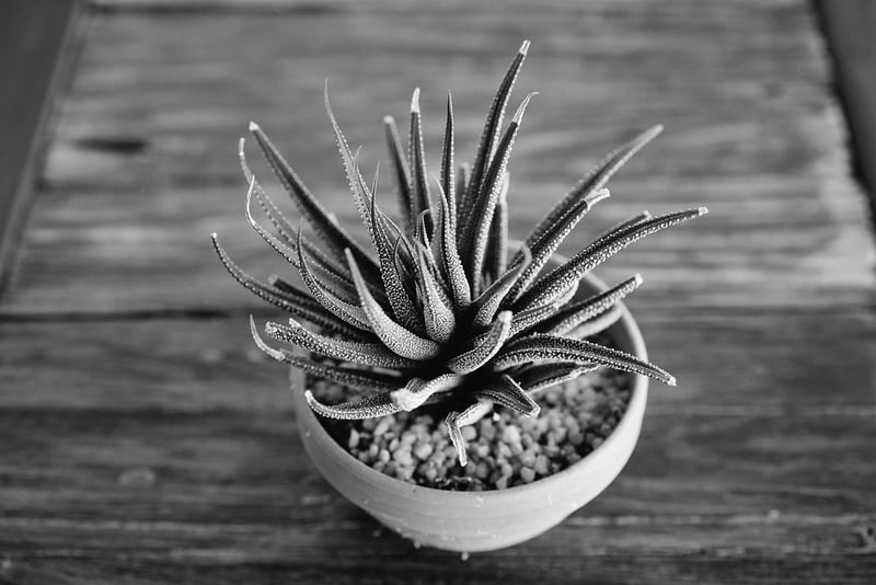 Haworthia