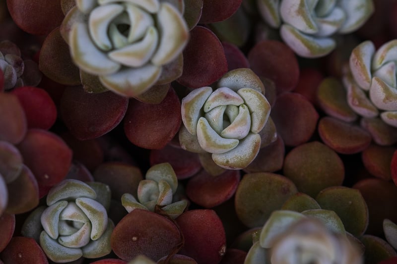 Sedum