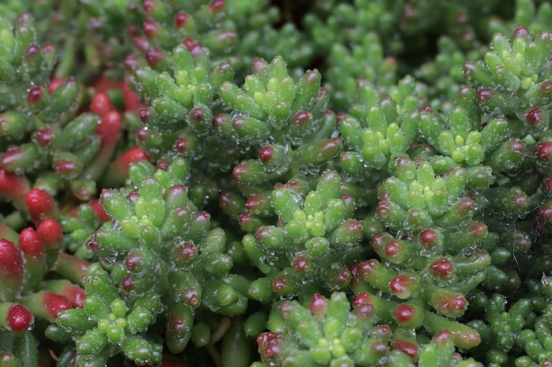 Sedum Morganianum