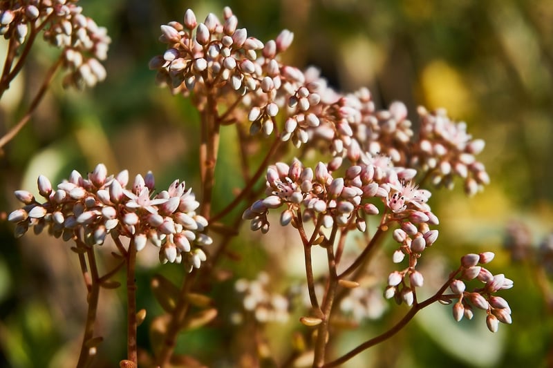 Sedum Rubrotinctum