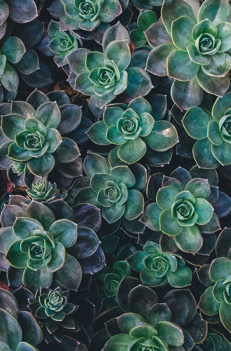 Tabletop Succulent Display