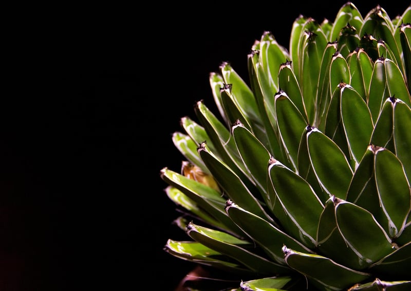 Hanging Succulent Ball